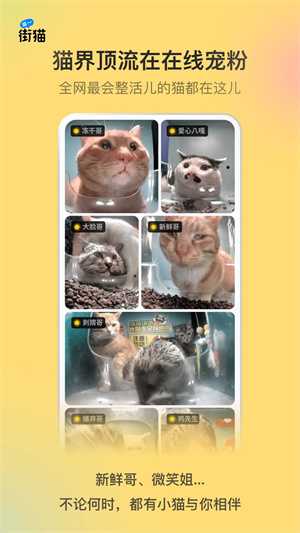 哈啰街猫最新版